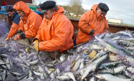 Herring fleet nets record catch despite seals