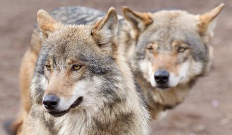 Wolves 'dine on deer, shun sheep'