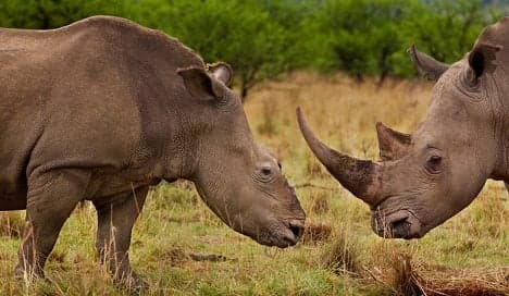 Police arrest Brit over rhino horn theft