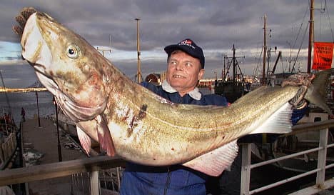 Fish fever hits Norway as Arctic cod spawn