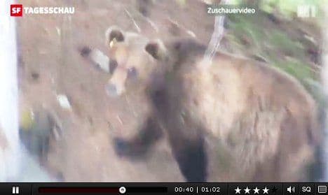 Swiss family makes rare bear sighting