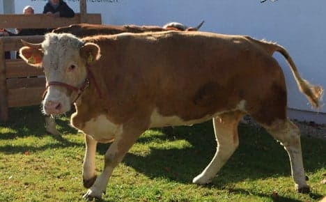 Yvonne the runaway cow to be a moo-vie star
