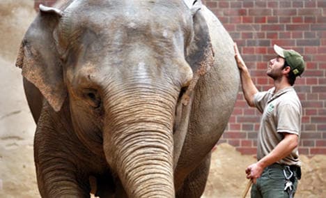 Long-awaited elephant baby dies