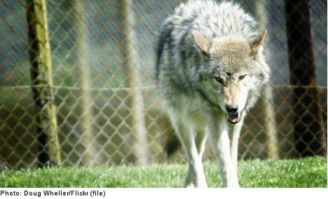 Swedish teenage girl hurt in freak wolf attack