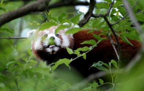 Fire brigade hoses red panda out of tree