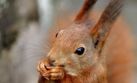 Family found squirrelled away in a road sweeper