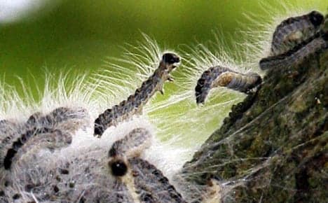 Poisonous caterpillars plague Germany