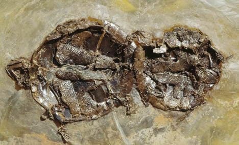 Fossilised turtle orgy a world first