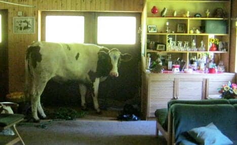 Cow sees reflection rival, jumps into kitchen