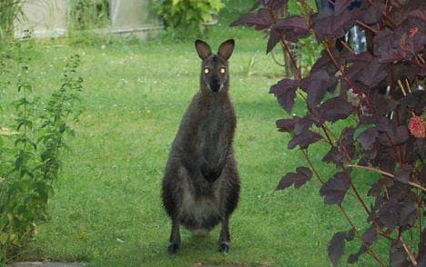 Police hunt Bernhard the fugitive kangaroo