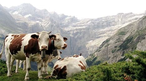 Cows attack woman hiking in Alpine meadow