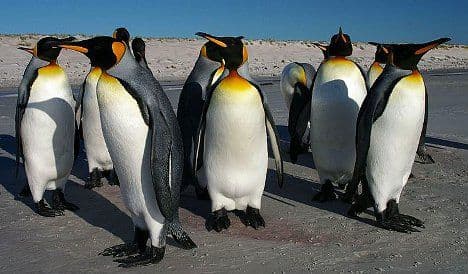Penguins get stressed by humans: Swiss study