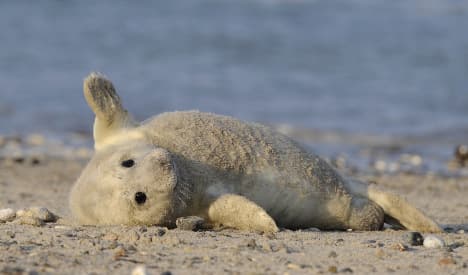 Fishy demand for North Sea seal cull