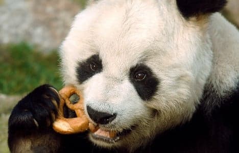 World's oldest panda dies a lifelong bachelor