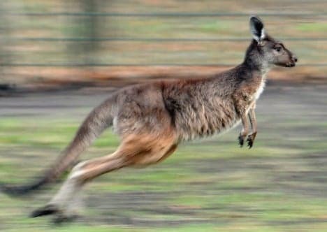 Fox and boar help kangaroos escape