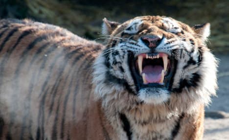 Zoo chief 'had to kill tiger to try to save keeper'
