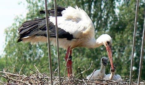'Max the stork' captured for new satellite tracker