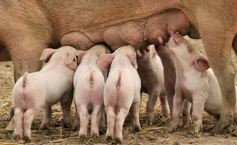 African swine fever 'could cost billions'
