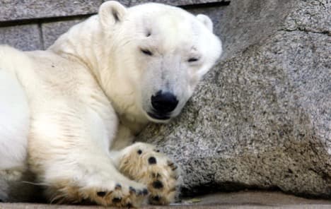 Polar bear herpes case stumps scientists