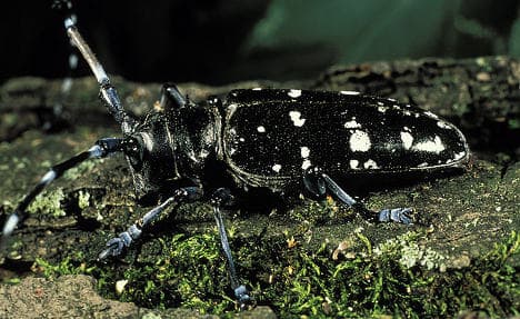 Chinese wood-eating beetles invade Rhineland