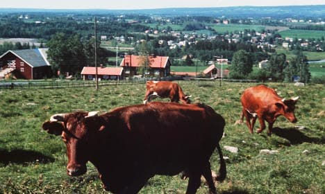 Norway's farm subsidies highest in OECD
