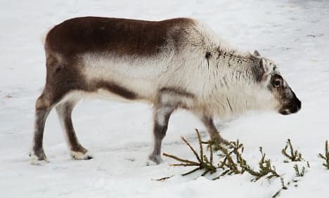 Norway study reveals reindeer rain fears