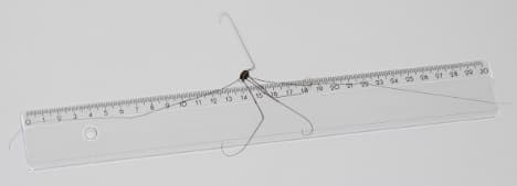 Scientist stumbles on spider stretching 33cm