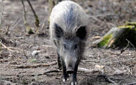 Poor boar injures four in Berlin