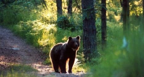 Brown bear targeted as Swiss Alps nuisance