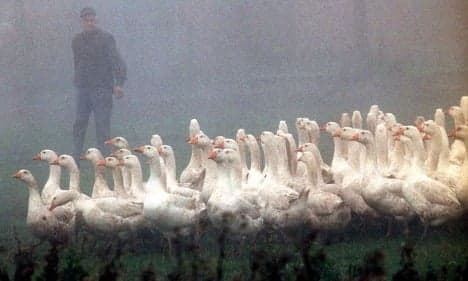 Goose carnage as fog engulfs Germany