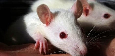European agency rejects GMO rat tumours