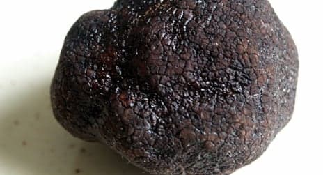 Climate change imperils French truffles
