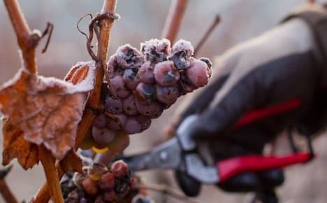 Vintners harvest bumper ice wine crop