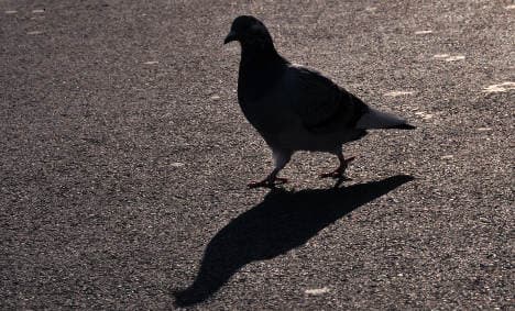 Woman reports 'stalker' pigeon to police