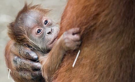 Orangutan baby born a star at Frankfurt Zoo