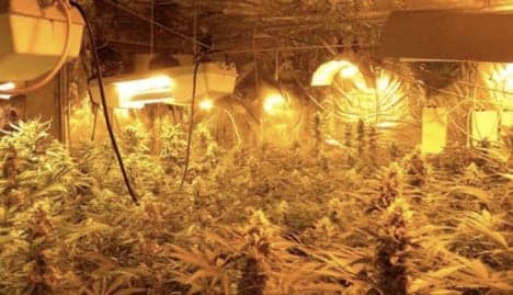 Pot growers hoard cache of illegal weapons
