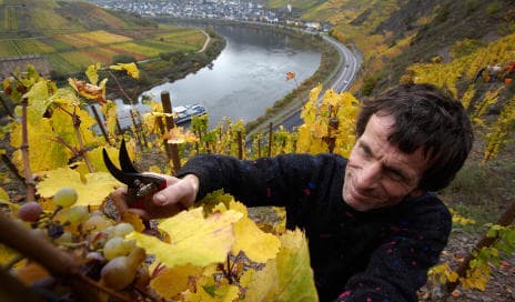 Bigger vineyards 'a threat' to German wine