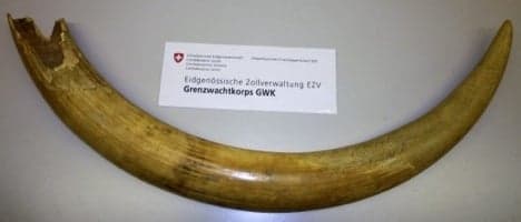 Swiss border police seize elephant tusk in Basel