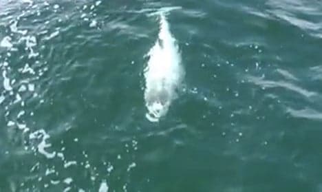 Rare white porpoise sighted in German waters
