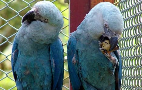 Man sues teflon oven tray firm over dead parrots