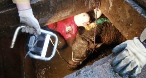Pregnant cow rescued after fall into septic tank