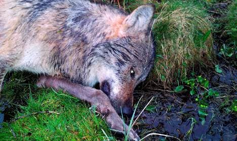Fine for first Rhineland wolf kill since 1879