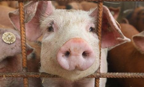 Pig farmers ignore EU animal protection laws