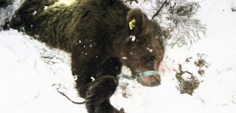 Nuisance bear destroyed in Graubünden town