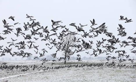 Migrating birds leave frozen Germany