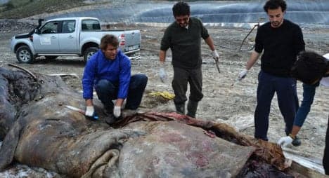 Scientists: 'Rubbish killed beached whale'
