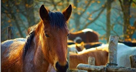 Spain slaughters horses as crisis bites
