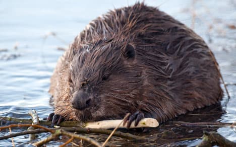Beaver boom benefits German rivers