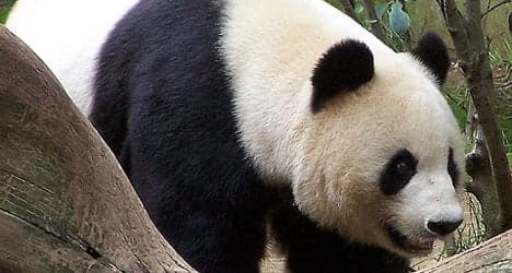 French zoo to turn Panda poo into power