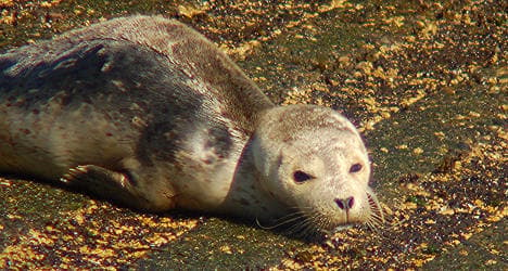 Norway battles with EU at WTO over seal ban